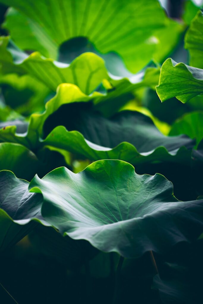 A close up of a large green leafy plant